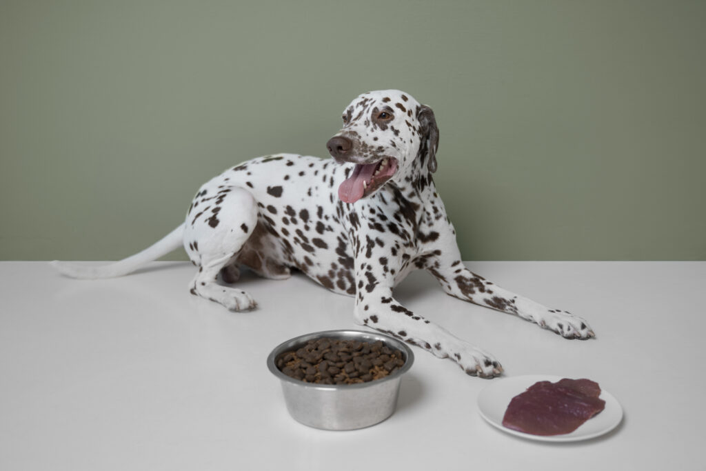 ¿Qué es mejor para los perros, la comida procesada o la cruda?