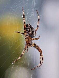 Araña