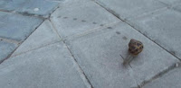 Baba caracol