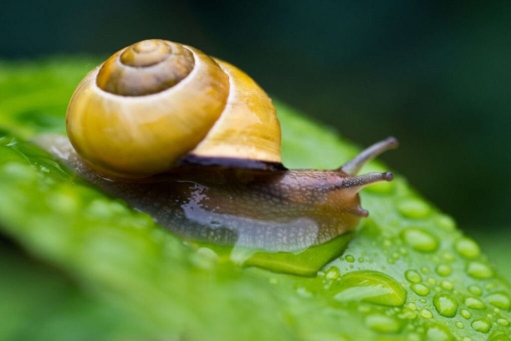 Caracol
