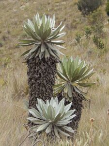 FRAILEJÓN