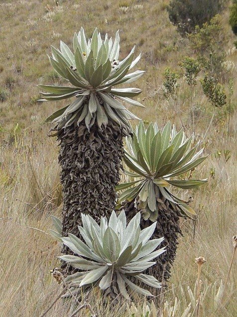  Cu les Son Las Caracter sticas De Los Frailejones Gimnasio Los ngeles
