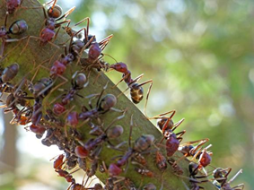 Hormigas