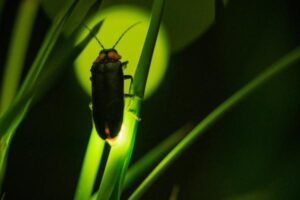 Luciérnaga