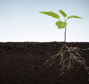 Planta