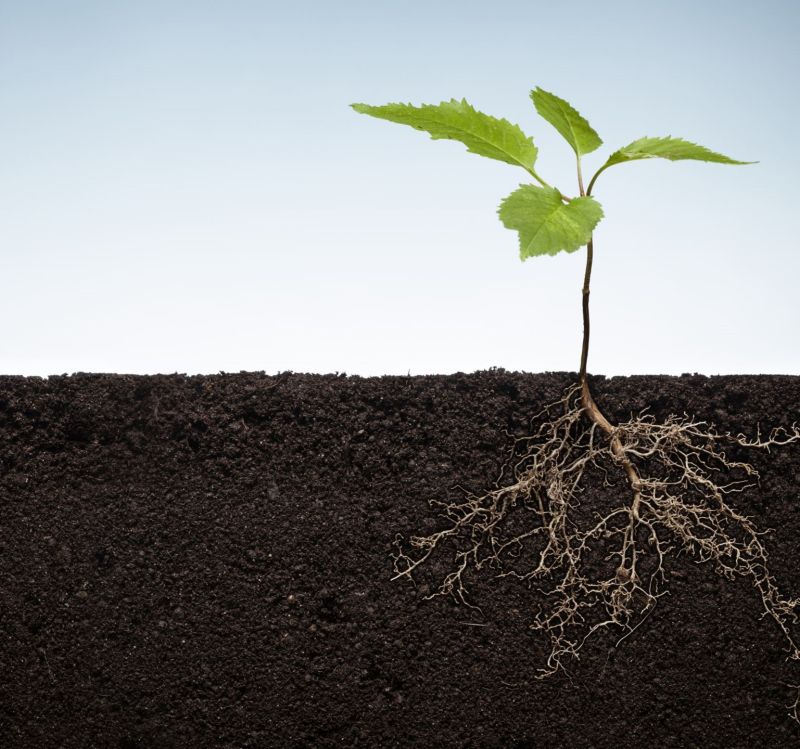 Planta