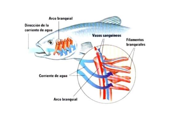Respiración pez