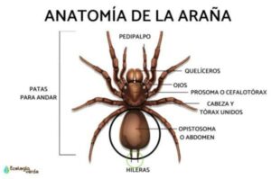 Sabias que araña