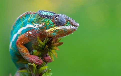camaleon