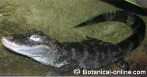 Cocodrilo
