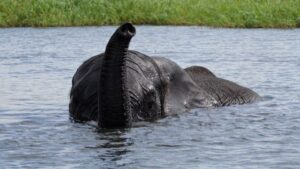 Elefante